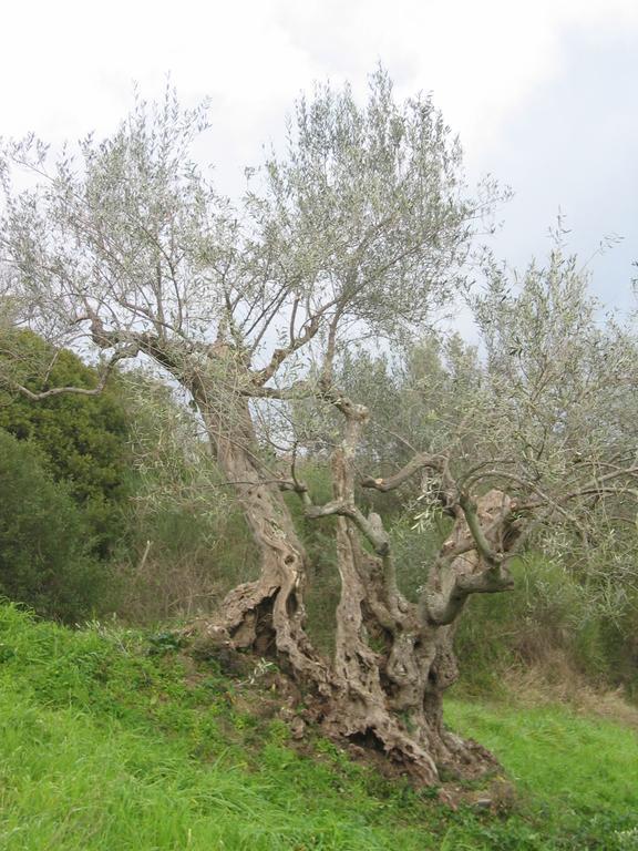 Casal Finocchito Vila Ogliastro Cilento Exterior foto